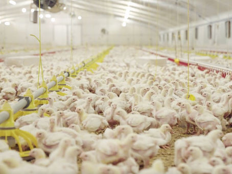 An assessment of normal and abnormal behaviour in farmed poultry