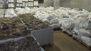 中国牛柏叶:独特风味与历史的交织