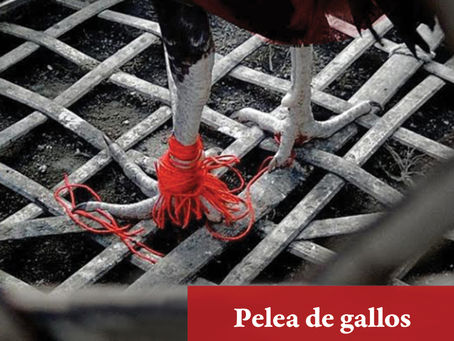 Escribiendo desde las vísceras. Una reseña de 'Pelea de gallos' de María Fernanda Ampuero