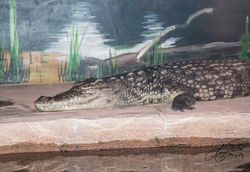 Wildlife World LF Site-116