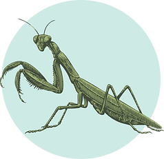 Mantis Single Circle.png