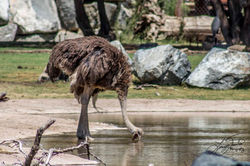 Ostrich 3-71
