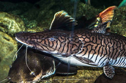 Wildlife World LF Site-108