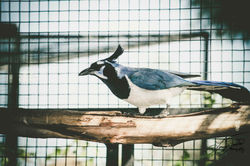 Collie's Magpie Jay