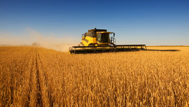 Harvest lavoro