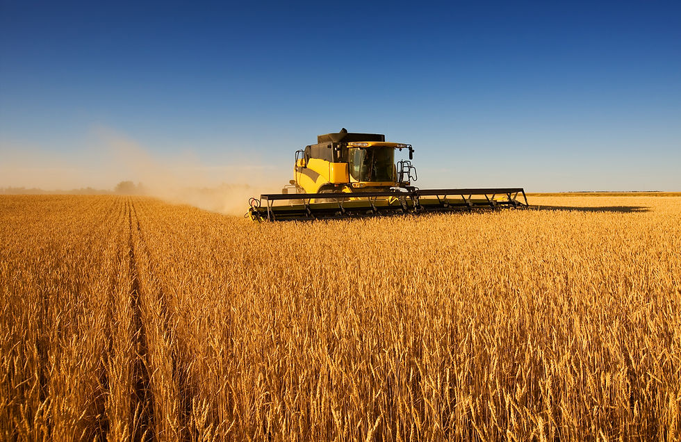 Harvesting Wheat Field