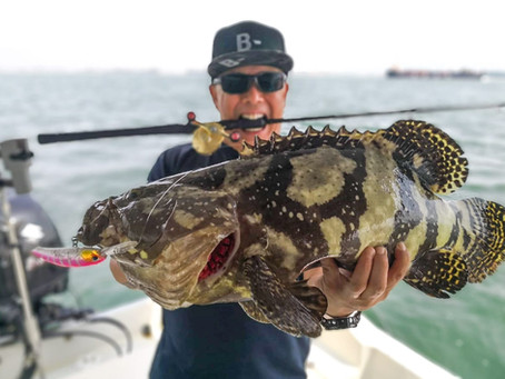 Invasion of the Hybrid Grouper