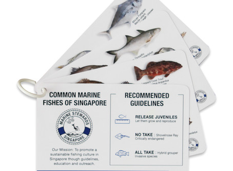 Singapore Fish ID cards