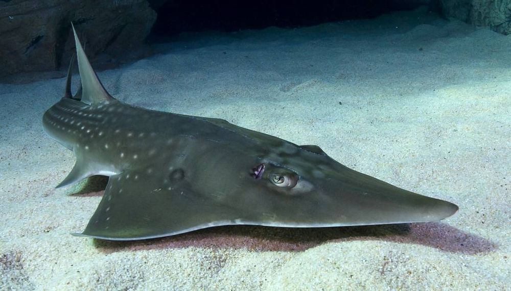 Shovelnose ray is now Critically Endangered