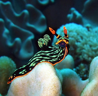 nudi.jpeg