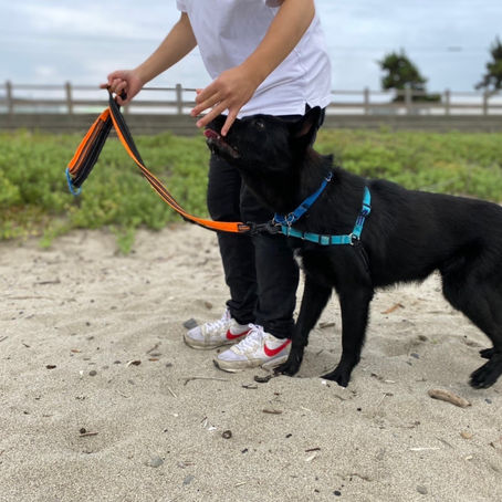 しつけ教室を始めます!