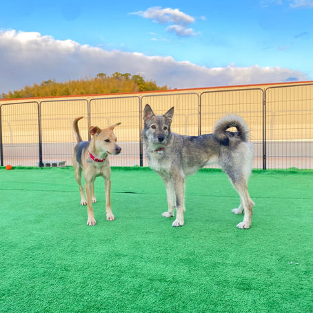月に1度のドッグラン🐶