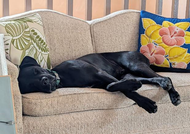 black pitbull dog laying on couch