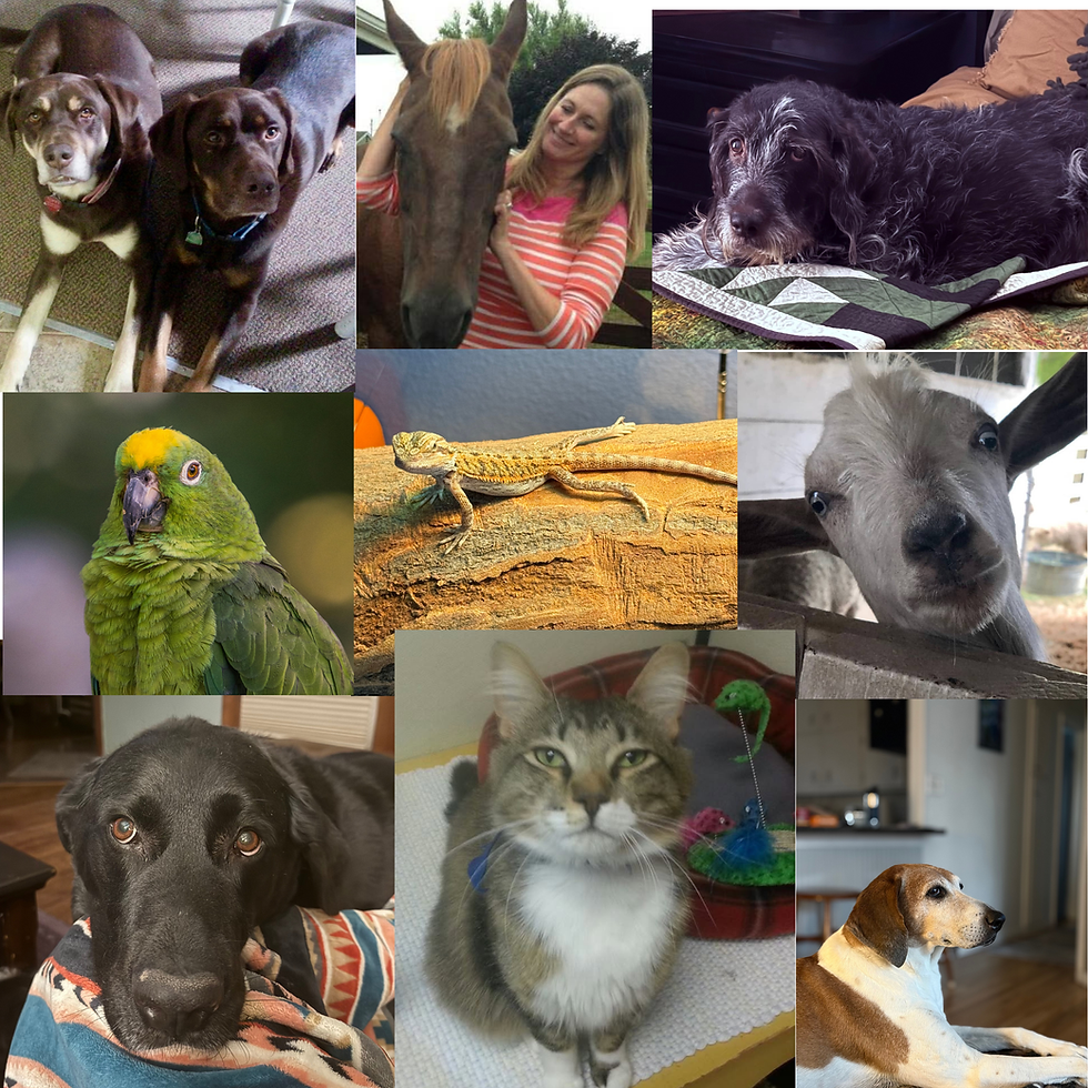 animals that Grand Valley Pet & Home care for