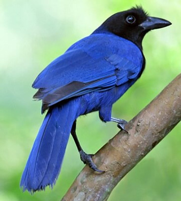 Gralha-Azul.jpg