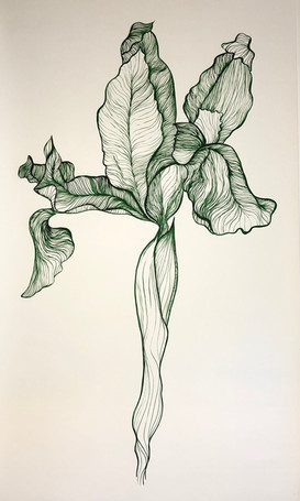 Iris Bulbosa Flore Tuteo