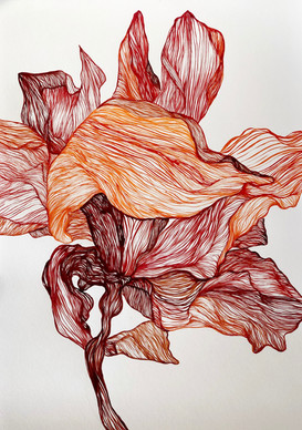 Exposed Iris