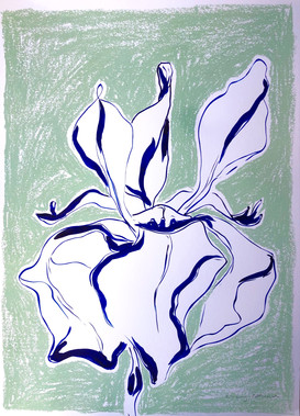 Chalk Iris II