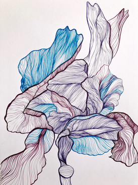 Open Iris