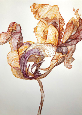Rising Iris