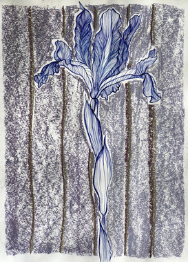 Preparatory Study with Chalk - Iris bulbosa tricolor