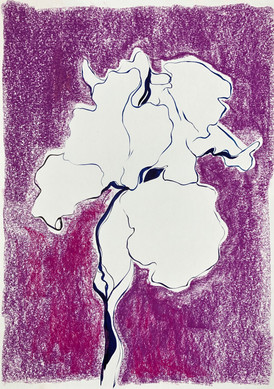 Chalk Iris I