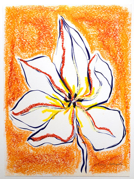 Apricot Emperor VI