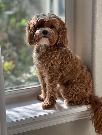 Bailey – LK Law’s office dog and legal assistant, Palm Harbor personal injury firm