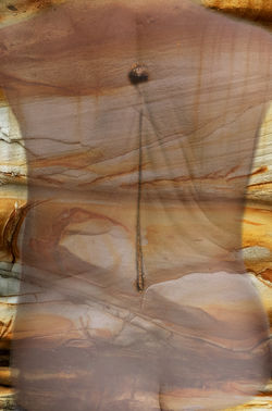 spine and seaweed copy