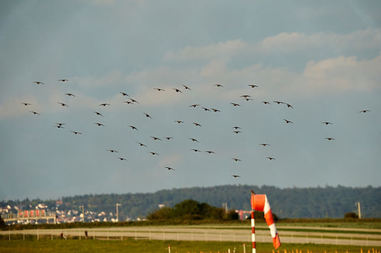 A flock of birds flying across a runway under cloudy skies, with a red-and-white wind sock in the foreground.