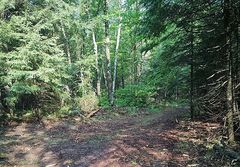 AFTER-atv-trail-clearing-northern-wisconsin.jpg