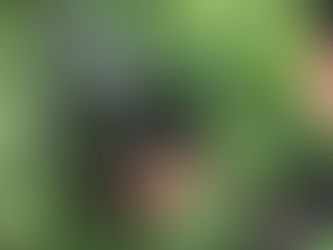 Später Saisonstart - 3 Kitze gesichert