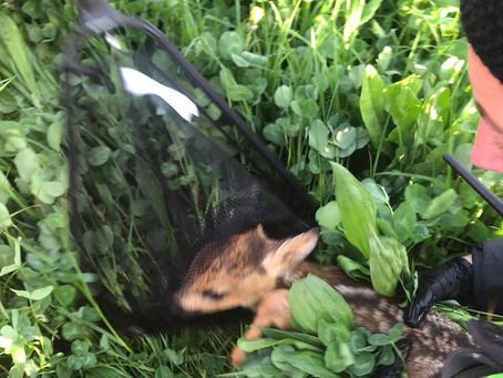 Später Saisonstart - 3 Kitze gesichert