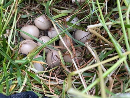 Osdorf 12. Juni '21 • Entengelege gesichert