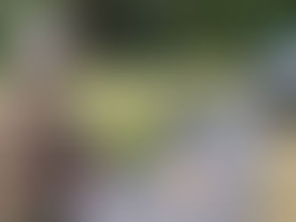 Dänischer Wohld 14. Juni '21 • kitzfrei