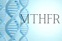 Mthfr Experts MTHFR mutation