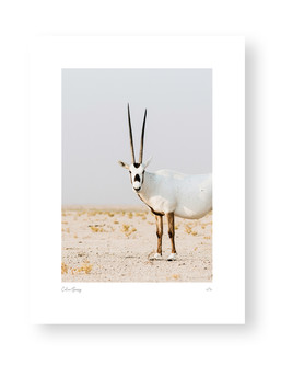 Staring Oryx by Celine Grassy