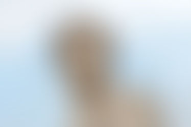 Dante Alighieri: Il Sommo Poeta