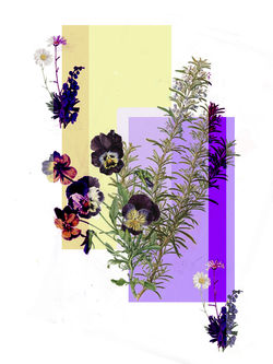 rosemund original.jpg
