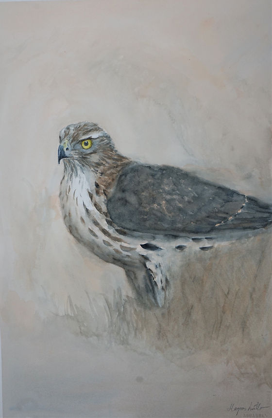 The Goshawk | Watercolor
