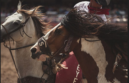 Cowboy Catching a Rodeo Bronc