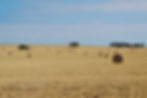 Chapman Ranch