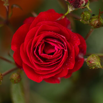 Portfolio Rose mit Tau