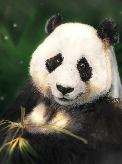 Panda 2 edited_edited.jpg