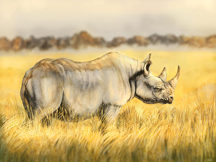 Rhinoceros