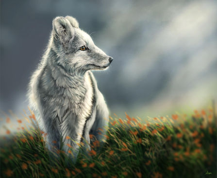 Arctic Fox