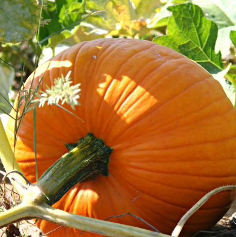 Florboxoxo Flower Facts Pumpkin Flowers Recipe