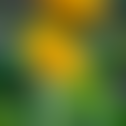 Florboxoxo Online Flower Shop Flower Facts Teddy Bear Sunflowers Types of Sunflowers