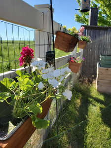 Fence Flower Planters White Geraniums Pink Geraniums Planting Perennials Handcrafted Lifestyle Blog Pottery Barn Fence Planters