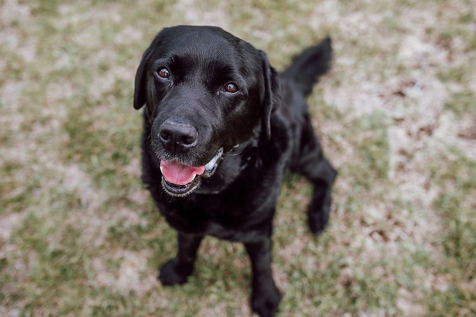 More Than Just A Pet: Why Our Animals Are Essential to Life